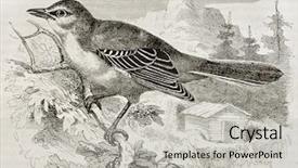  Presentation with paris - Theme having northern mockingbird old illustration mimus background and a light gray colored foreground