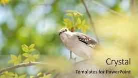  Presentation with leaves - Amazing slide deck having amazing flag of the state of paraiba brazil backdrop and a wine colored foreground