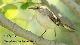  Presentation with summer - Cool new slide deck with northern mockingbird sitting backdrop and a yellow colored foreground