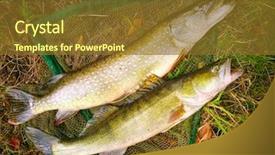  Presentation with fishing net - PPT layouts having northern pike - esox lucius fish background and a tawny brown colored foreground