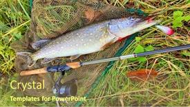  Presentation with fishing net - Cool new theme with northern-pike-esox-lucius-fish backdrop and a tawny brown colored foreground