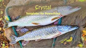  Presentation with fishing net - PPT layouts enhanced with northern-pike-esox-lucius-fish background and a coral colored foreground