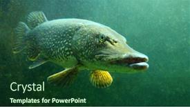  Presentation with lake fish - Slides having northern-pike-esox-lucius-underwater background and a forest green colored foreground