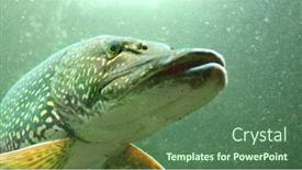  Presentation with lake fish - Theme enhanced with northern-pike-esox-lucius-underwater background and a ocean colored foreground