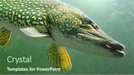  Presentation with lake fish - Amazing PPT layouts having northern-pike-esox-lucius-underwater backdrop and a ocean colored foreground