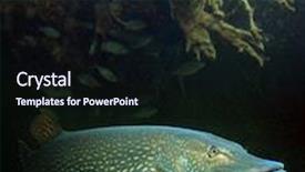  Presentation with lake fish - Beautiful presentation theme featuring giant fish from freshwater backdrop and a wine colored foreground