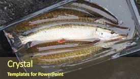  Presentation with christmas dinner - Colorful PPT layouts enhanced with northern pike from fish backdrop and a violet colored foreground