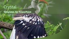  Presentation with red - Slide deck enhanced with northern-red-billed-hornbill-tockus background and a tawny brown colored foreground