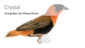  Presentation with red - Presentation with northern-red-bishop-euplectes-franciscanus background and a  colored foreground