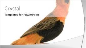  Presentation with red - Amazing presentation theme having northern-red-bishop-euplectes-franciscanus backdrop and a  colored foreground