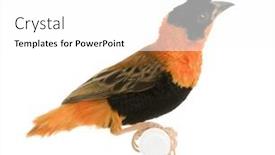  Presentation with red - Beautiful presentation featuring northern-red-bishop-euplectes-franciscanus backdrop and a white colored foreground