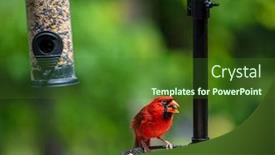  Presentation with cardinal - Slide set having northern-red-cardinal background and a forest green colored foreground