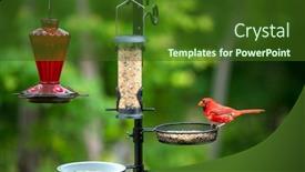  Presentation with cardinal - Presentation design enhanced with northern-red-cardinal background and a tawny brown colored foreground