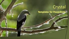  Presentation with branch - PPT theme consisting of northern-shrike-lanius-excubitor-sitting background and a tawny brown colored foreground