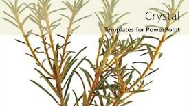  Presentation with swamp - Beautiful theme featuring northern swamp plant ledum palustre backdrop and a soft green colored foreground