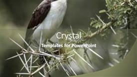  Presentation with white fragility - Beautiful theme featuring northern-white-crowned-shrike-perched backdrop and a gray colored foreground