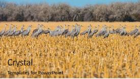  Presentation with migration - Presentation consisting of northward sandhill crane migration background and a yellow colored foreground