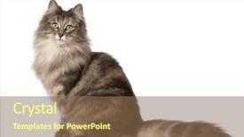  Presentation with black cat in front - Presentation theme having bunch of transmitters and aerials on the skyscraper in prague czech republic background and a gray colored foreground