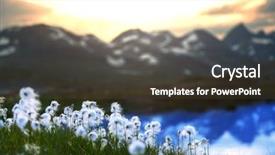  Presentation with cotton - Amazing PPT theme having norway nature - arctic cotton flowers backdrop and a tawny brown colored foreground