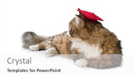  Presentation with mortar - Beautiful theme featuring norwegian forest cat wearing mortar board isolated on white background backdrop and a white colored foreground
