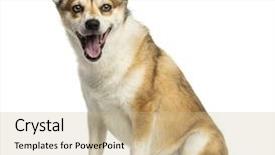  Presentation with sitting teddy bear isolated - Colorful PPT theme enhanced with norwegian lundehund panting sitting isolated backdrop and a coral colored foreground