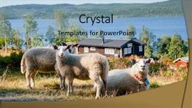  Presentation with scene - Beautiful PPT theme featuring scene with free range sheep backdrop and a light blue colored foreground