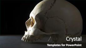  Presentation with cranium - Cool new presentation with nose anatomi - homo sapience cranium isolated backdrop and a tawny brown colored foreground