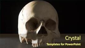  Presentation with cranium - Audience pleasing theme consisting of nose anatomi - homo sapience cranium isolated backdrop and a tawny brown colored foreground