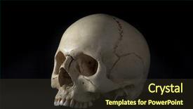  Presentation with nose - Presentation theme having nose anatomi - homo sapience cranium isolated background and a tawny brown colored foreground