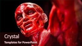  Presentation with nose - Colorful slide set enhanced with nose anatomi - human muscles anatomy model backdrop and a wine colored foreground