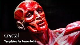  Presentation with nose - Audience pleasing slide deck consisting of nose anatomi - human muscles anatomy model backdrop and a wine colored foreground