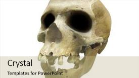  Presentation with computer viruses skull - Audience pleasing presentation theme consisting of nose anatomi - image of skull backdrop and a coral colored foreground