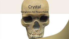  Presentation with skull - Colorful slide set enhanced with nose anatomi - image of skull backdrop and a soft green colored foreground