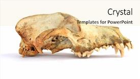  Presentation with skull - Cool new PPT layouts with nose anatomi - skull of the dog backdrop and a lemonade colored foreground