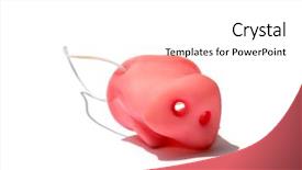  Presentation with pig - Slide deck with nose isolated on white room background and a white colored foreground
