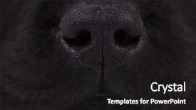  Presentation with nose - Presentation design featuring nose of a black labrador background and a  colored foreground