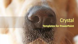 Presentation with nose - PPT theme enhanced with nose of golden retriever close background and a tawny brown colored foreground