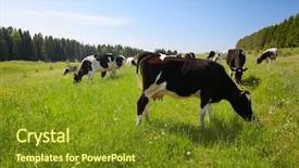  Presentation with grazing - PPT theme consisting of nose simple - cows grazing on a spring background and a tawny brown colored foreground