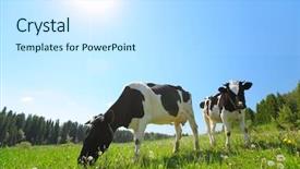  Presentation with grazing - PPT layouts enhanced with nose simple - cows grazing on a spring background and a sky blue colored foreground