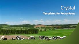  Presentation with grazing - Audience pleasing slides consisting of nose simple - cows grazing on a spring backdrop and a teal colored foreground