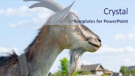  Presentation with simple green - PPT theme with nose simple - goat on the green sunny background and a sky blue colored foreground