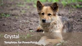  Presentation with dog - Beautiful theme featuring nose simple - stray dog lies backdrop and a coral colored foreground