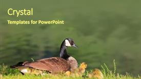 Presentation with canadian - Presentation theme consisting of nosey - canadian goose and goslings background and a tawny brown colored foreground