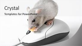  Presentation with maze mouse - Amazing presentation design having cornbread and muffins on 4th of july in patriotic theme note slight blurriness best at smaller sizes backdrop and a gray colored foreground