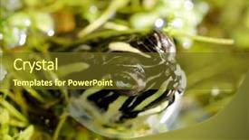  Presentation with weeds - Cool new PPT layouts with nosey - curious river turtle investigating surroundings backdrop and a tawny brown colored foreground