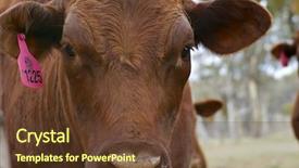  Presentation with future is now - Beautiful presentation theme featuring nosey - how now brown cow backdrop and a tawny brown colored foreground