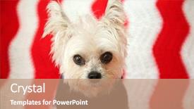  Presentation with cute christmas pug puppy dog - PPT layouts enhanced with not amused small dog christmas background and a coral colored foreground