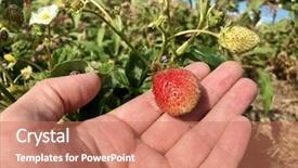  Presentation with strawberry - Theme having not ready - hand holding half ripe strawberry background and a coral colored foreground