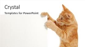  Presentation with notepaper - Amazing slide deck having cute notepaper - kitten holding blank banner's corner backdrop and a white colored foreground