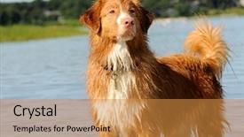  Presentation with water - Presentation theme enhanced with nova scotia - golden retriever standing background and a gold colored foreground